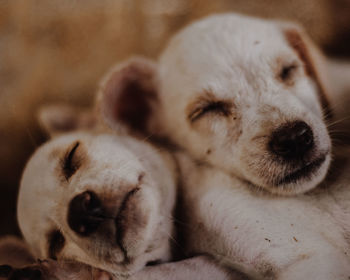 Close-up of dog sleeping