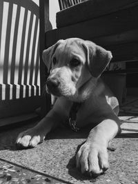 Portrait of dog relaxing outdoors