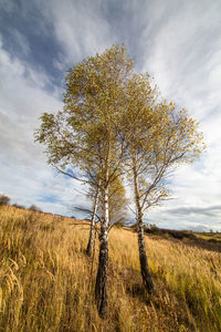 Tree on field against sky