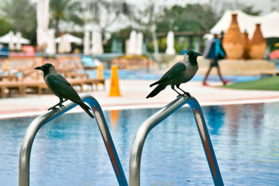 Birds perching on a bird