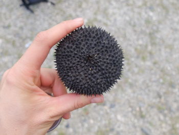 Cropped hand holding dead sea urchin