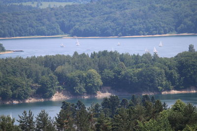 Scenic view of lake by trees in forest