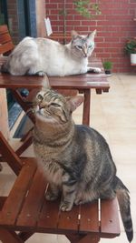 Cat sitting on floor