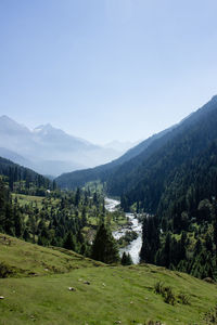 Lidder river flowing through valley of pine forest in kashmir