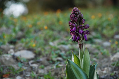 Close-up of purple flowers blooming on field