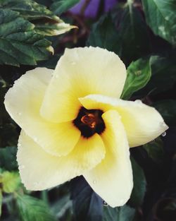 Close-up of yellow flower blooming outdoors