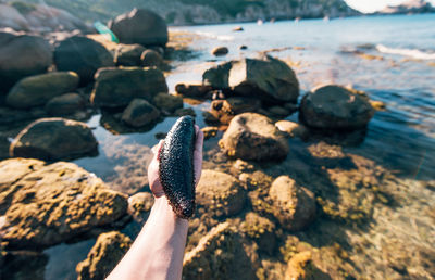 Cropped hand holding sea cucumber