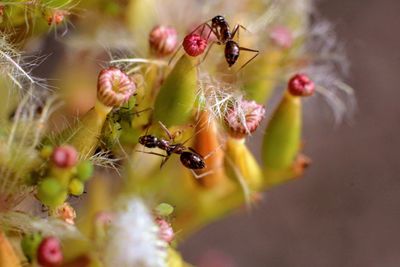 Ants and flowers