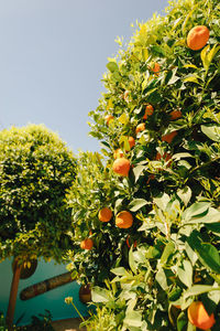 Orange fruits on tree