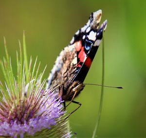 Close-up of butterfly on purple flower