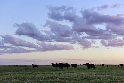 Scenic view of field against sky during sunset