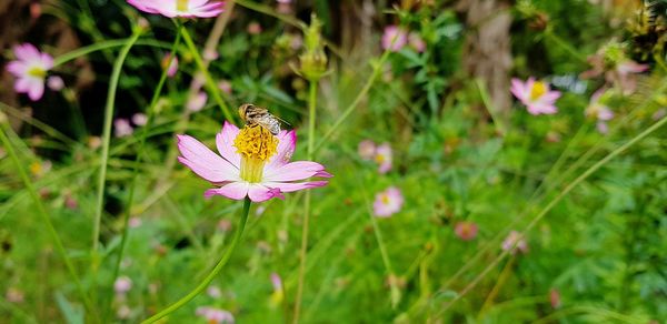 Close-up of butterfly pollinating on pink flower