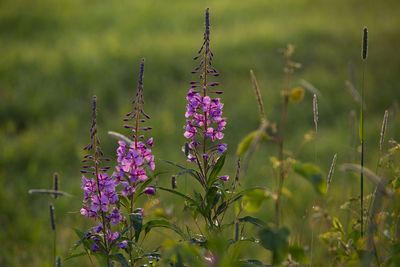 Close-up of purple flowering plants on field