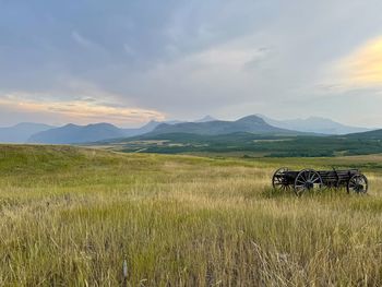 grassland