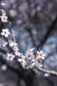 Close-up of cherry blossom