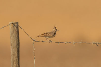 Birds perching on fence against orange sky