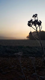 Silhouette plants on land against sky during sunset