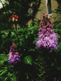 Close-up of pink flowering plant