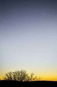 Silhouette trees on field against clear sky during sunset