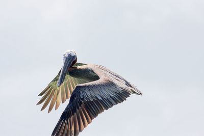 Close-up of bird flying against clear sky