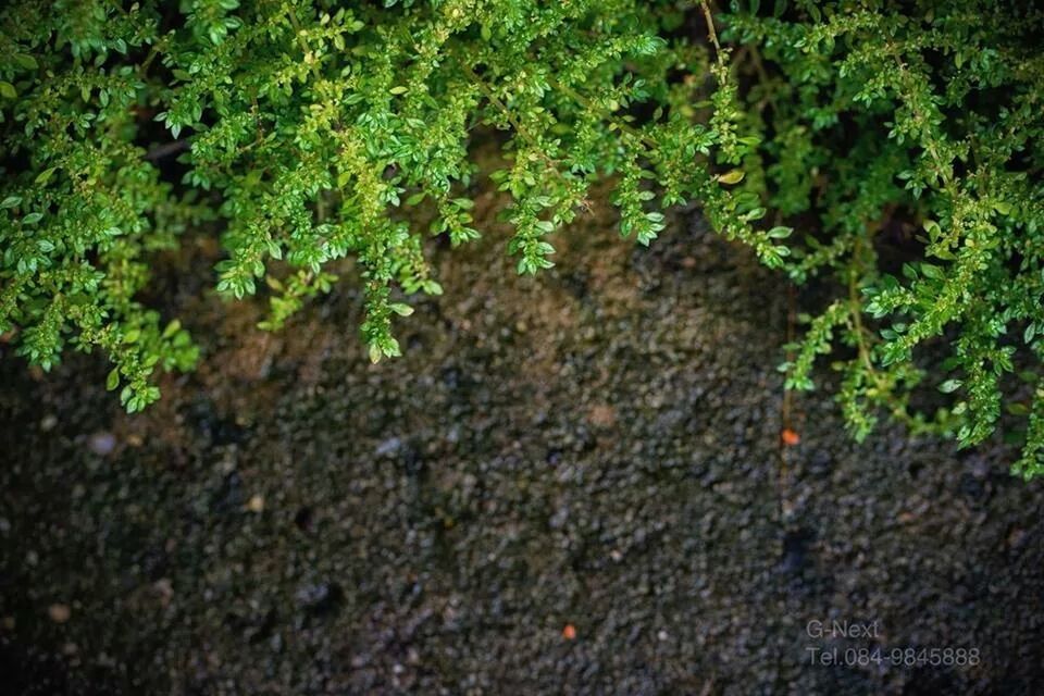 growth, tree, green color, moss, nature, textured, plant, full frame, tranquility, forest, high angle view, leaf, no people, backgrounds, outdoors, day, rock - object, lush foliage, rough, growing