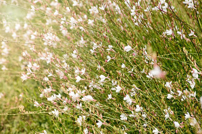 Close-up of white flowering plants on field