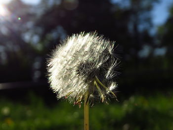 Close-up of dandelion on field