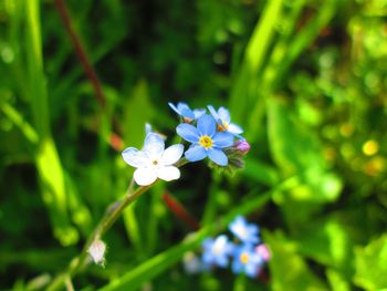 Close-up of flowers blooming outdoors