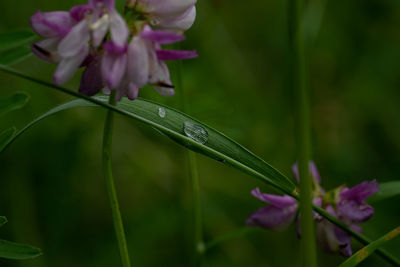 Close-up of water drops on pink flowering plant