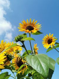 Close-up of yellow sunflower against sky