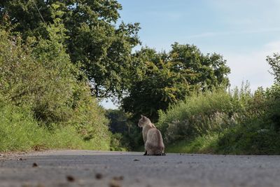 Cat sitting on road amidst trees against sky