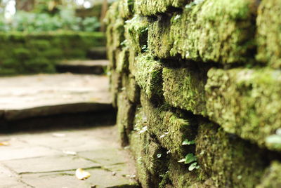 Close-up of plant growing on wood