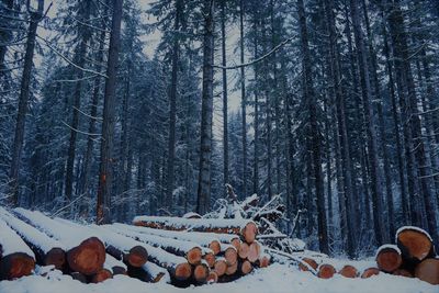 Snow covered land and trees in forest