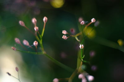 Close-up of flowering plant