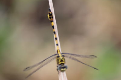 Close-up of dragonfly on plant