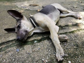 High angle portrait of dog lying on land