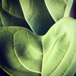 Full frame shot of green leaves