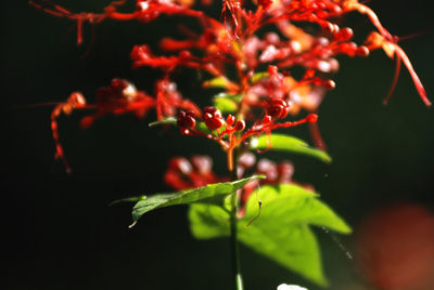 Close-up of plant at night