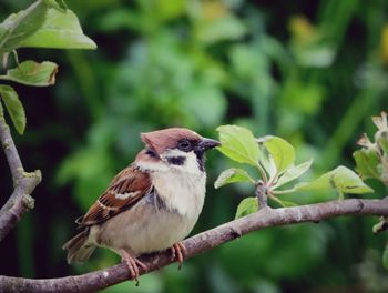 Close-up of bird perching on branch