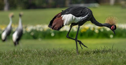 Close-up of a bird on field