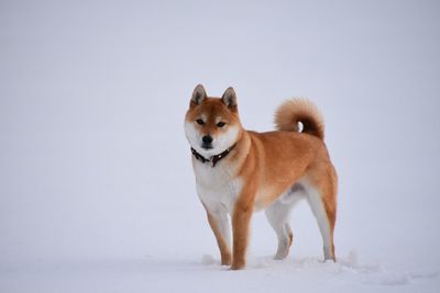 Portrait of dog on snow