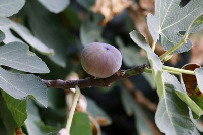 Close-up of apple growing on plant