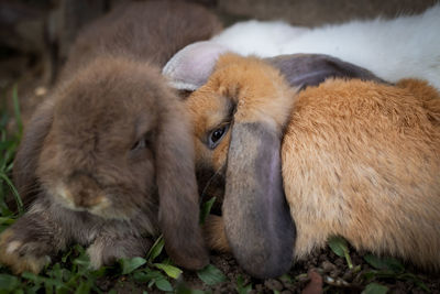 Three cute rabbits lying down and sleep together in the meadow with love. 