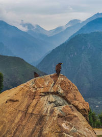 Two birds sitting on a rock, enjoying a view.