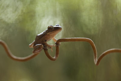 Tree frog on nature place