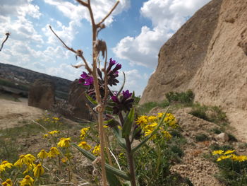 Close-up of flowers blooming against sky