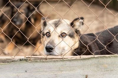 Portrait of a dog looking through fence