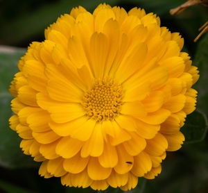 Close-up of yellow flowering plant