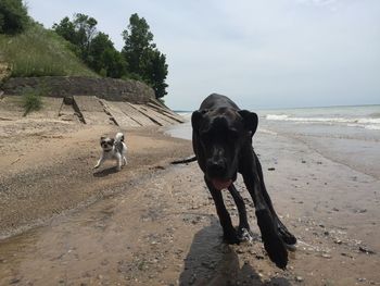 Dog standing on beach