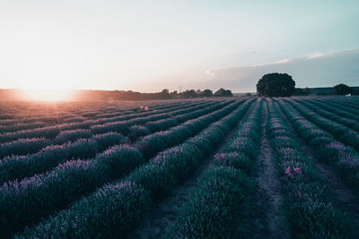 Scenic view of agricultural field against sky during sunset